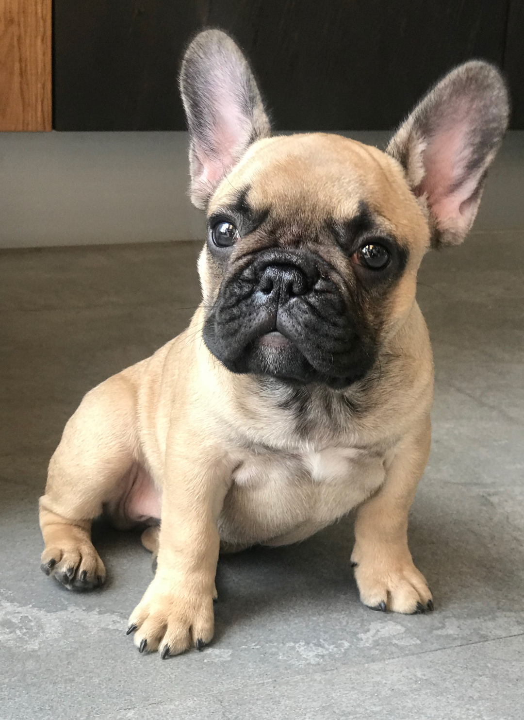 french bulldog breeders ct