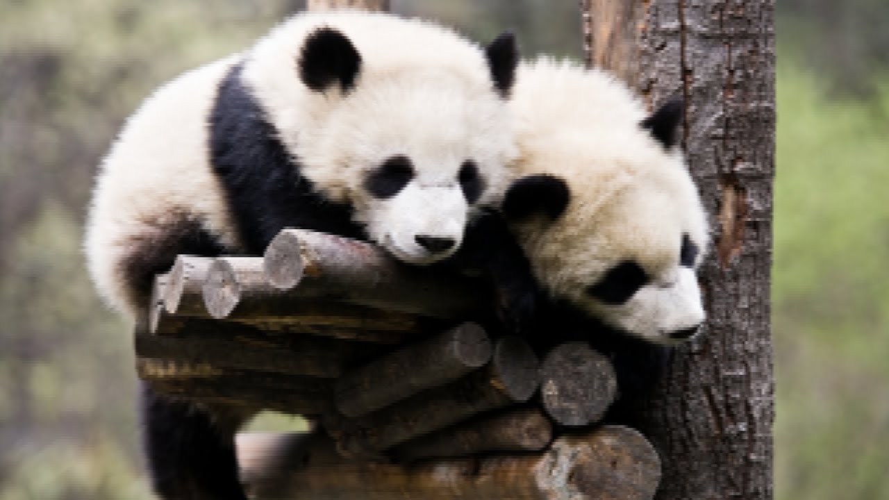 cute panda bears