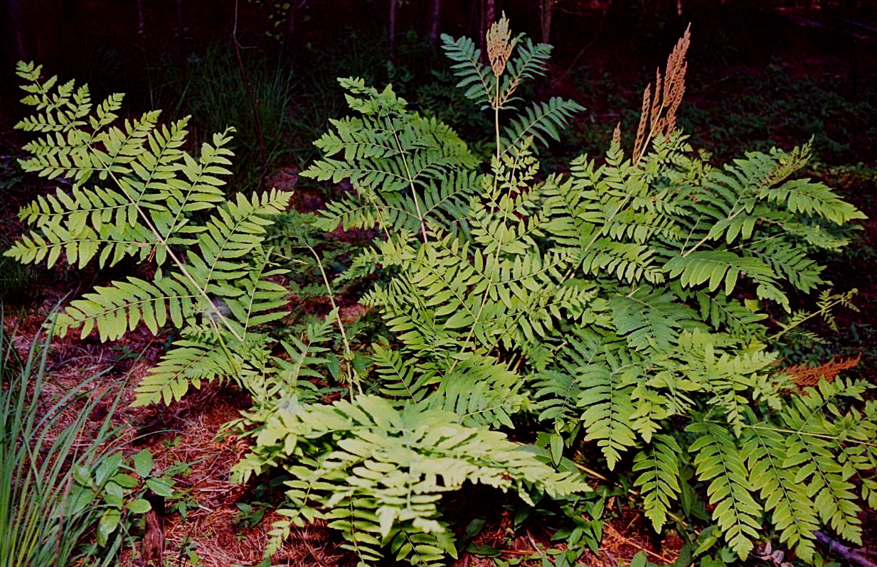 royal fern