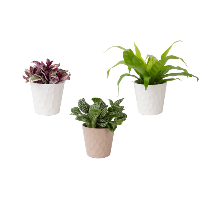 rona house plants