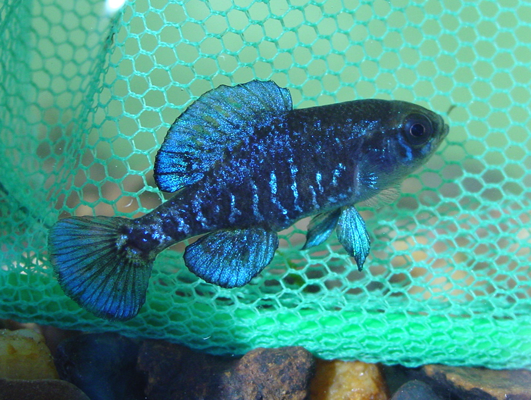 gulf coast pygmy sunfish for sale