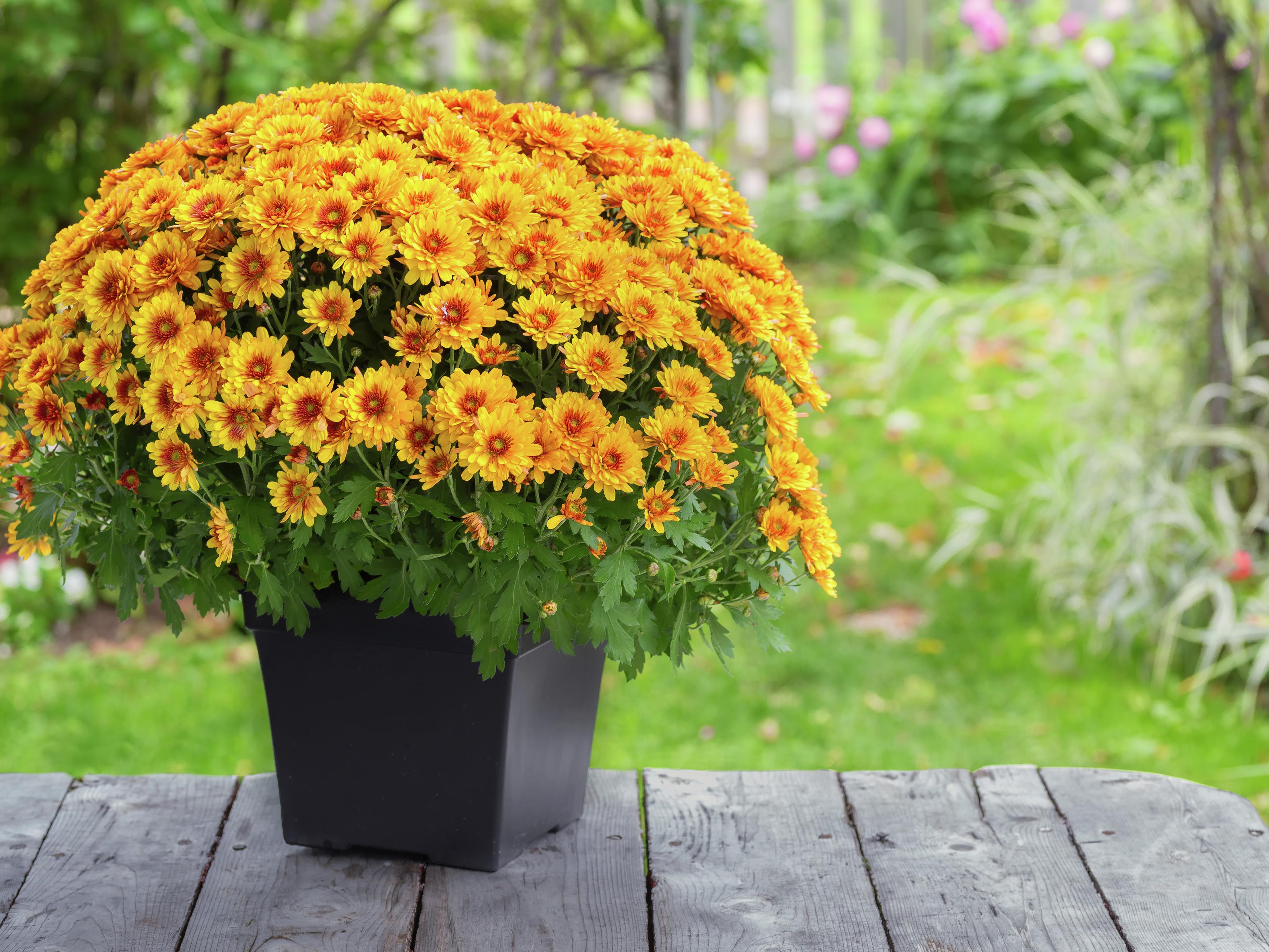 bunnings flowering plants