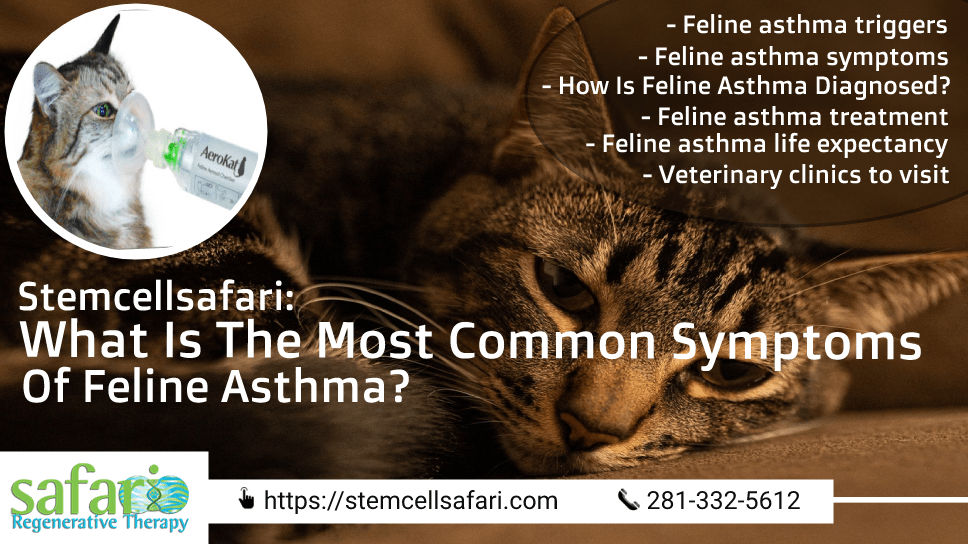 feline asthma life expectancy