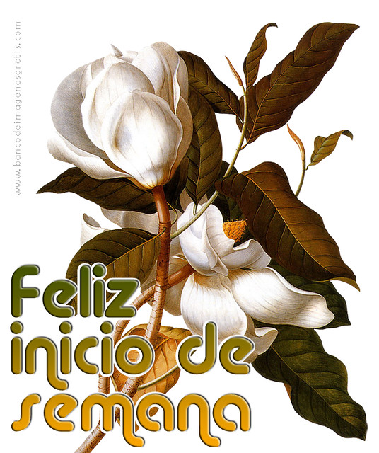 feliz inicio de semana con flores