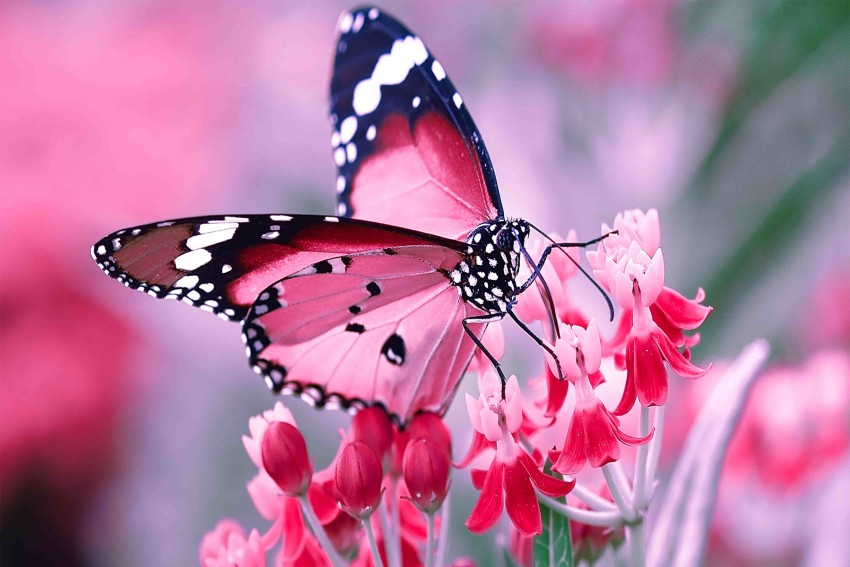 flower and butterfly wallpaper