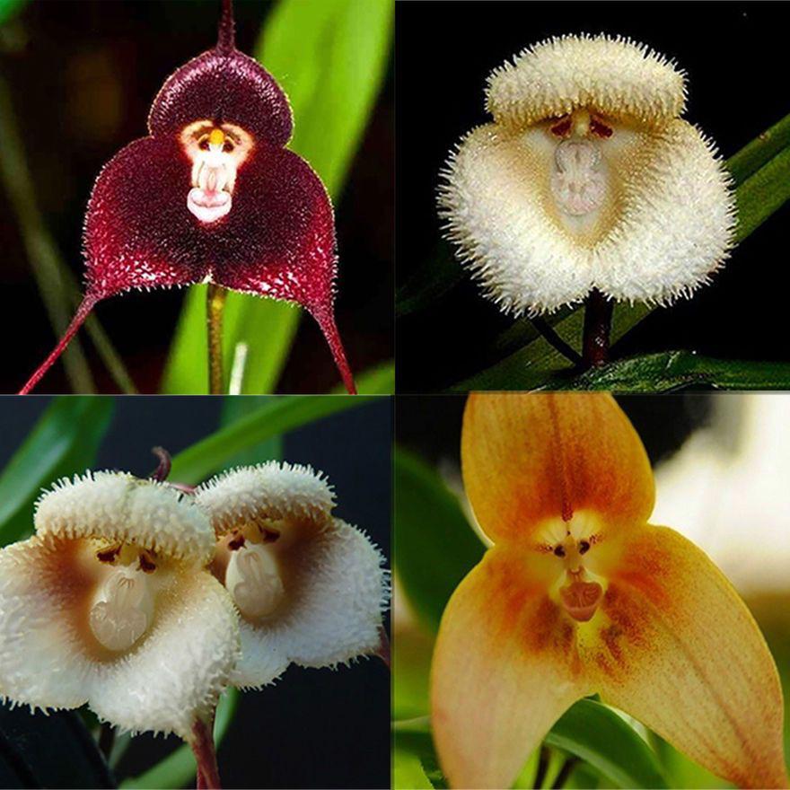 flowers with monkey faces