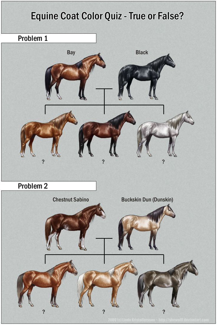 foal colour calculator