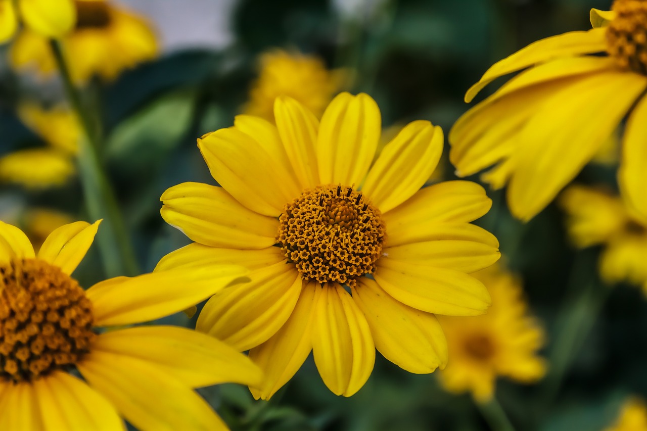 fondos de pantalla de flores de primavera