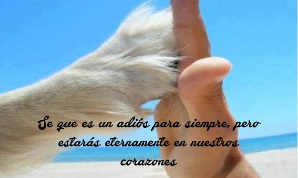 frases de despedida mascota