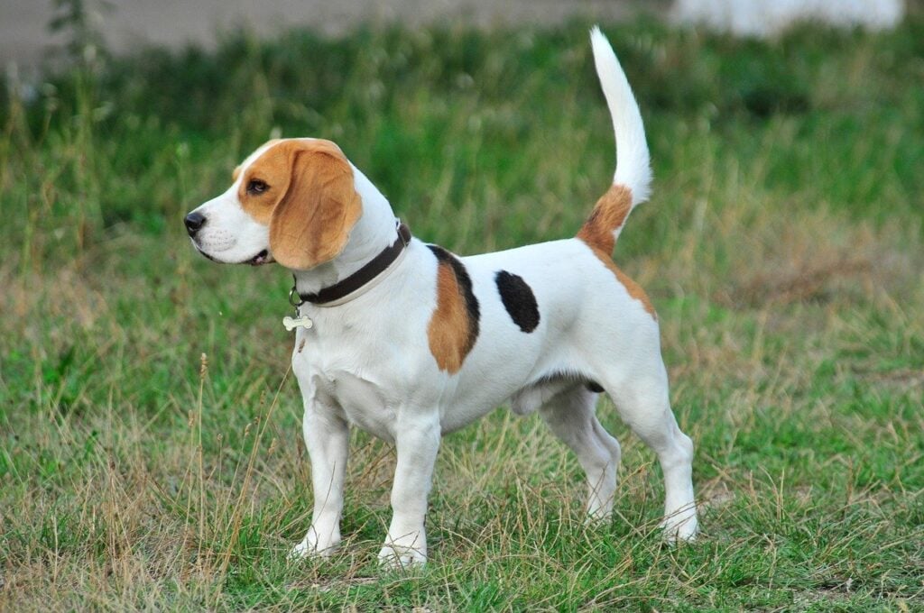 frenchie beagle mix