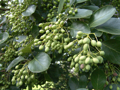 fringe tree fruit edible