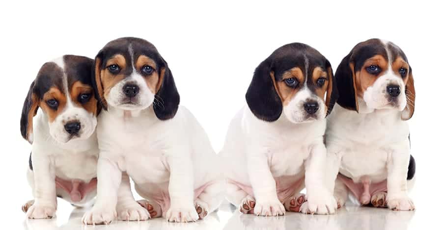 funny beagle names