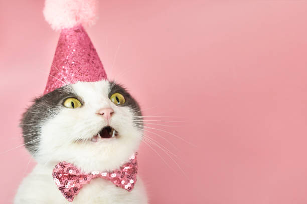 funny cat birthday pictures