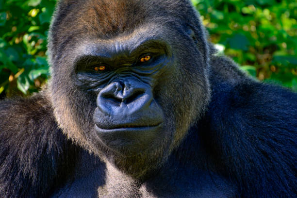 funny gorilla smiling