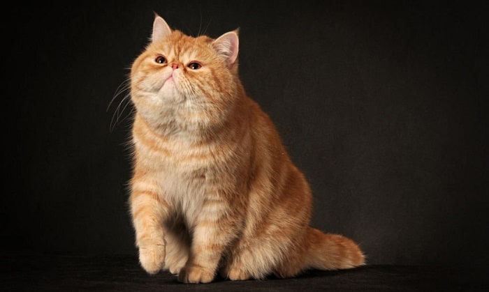 garfield cat what breed