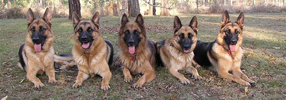 german shepherd for sale qld