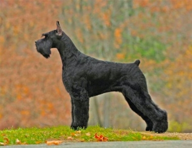 giant schnauzer club of america