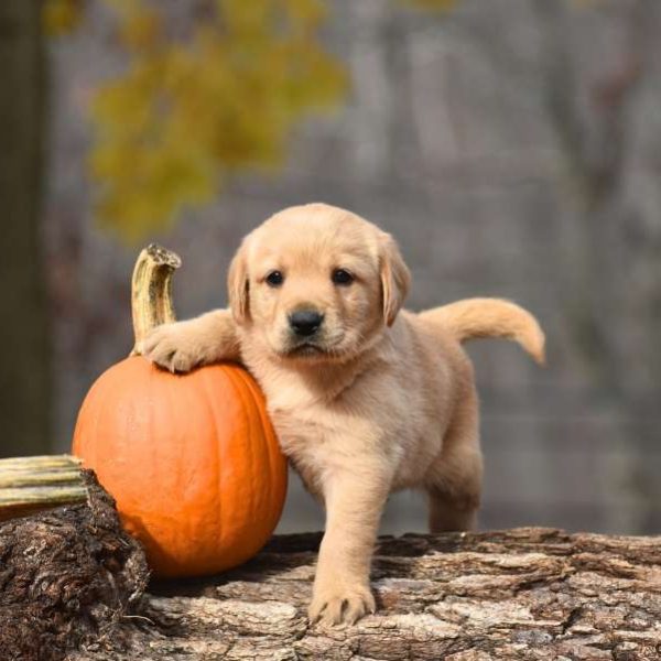 golden labrador for sale