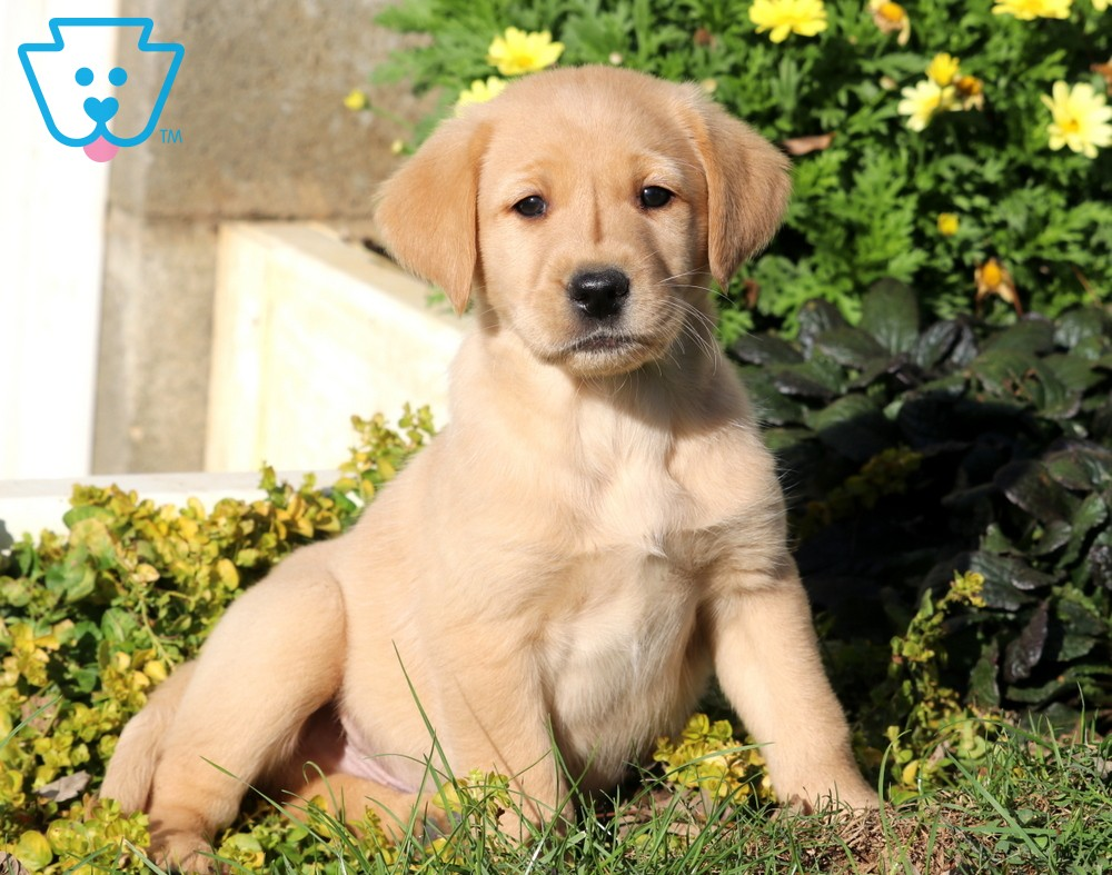 golden labrador puppies near me