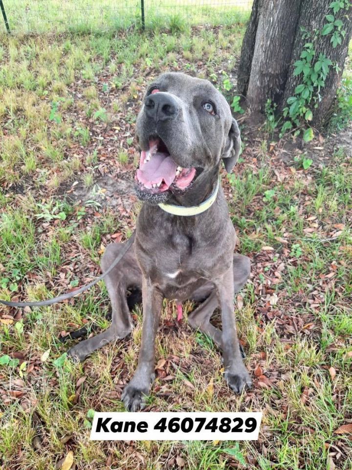 great dane cane corso mix puppies for sale