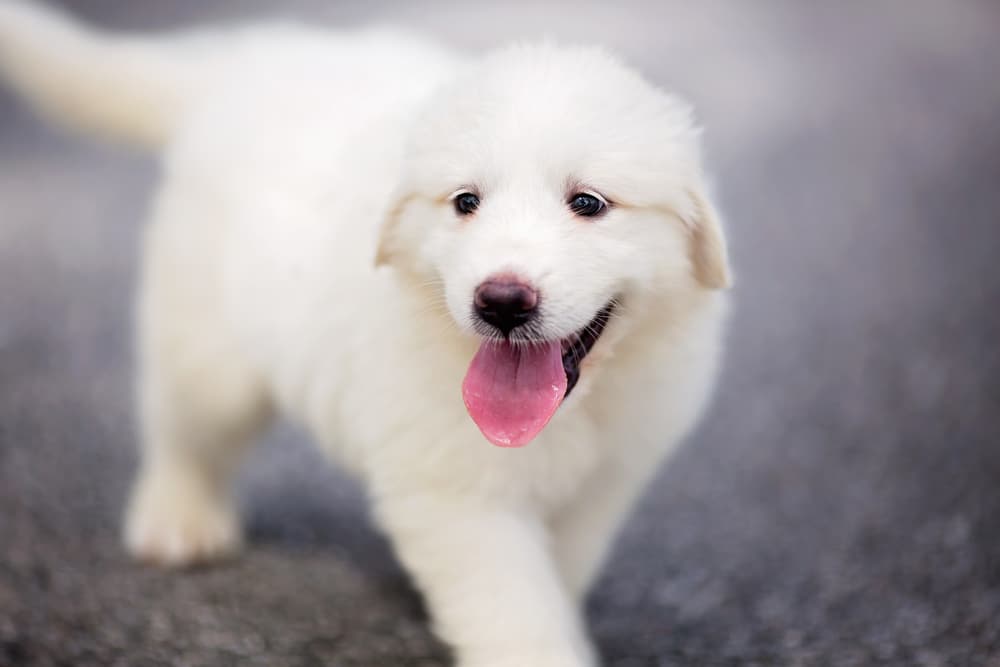 great pyrenees puppy images