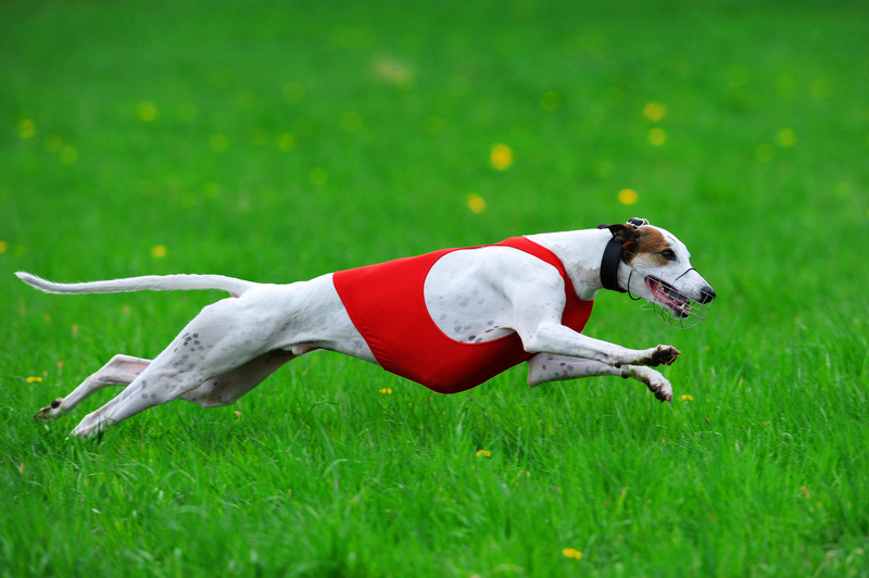 greyhound track mullingar