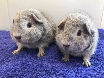 guinea pigs for sale birmingham