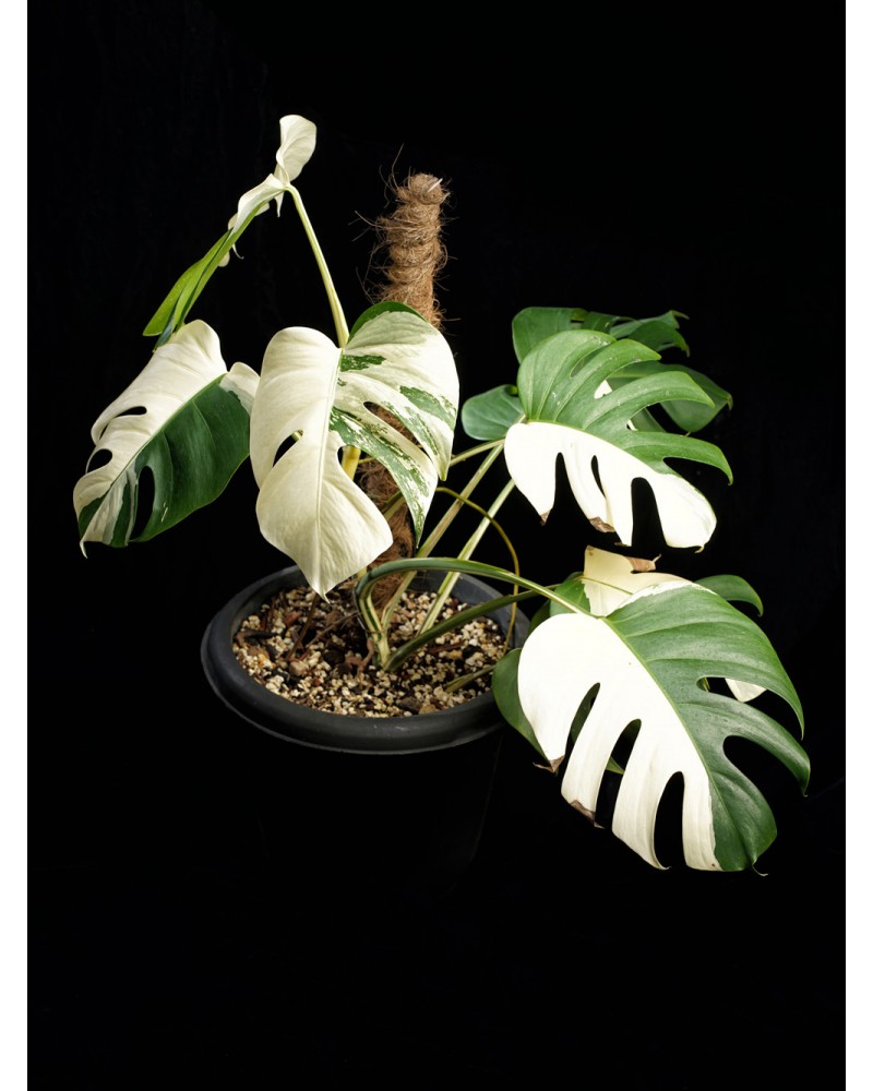 half moon monstera