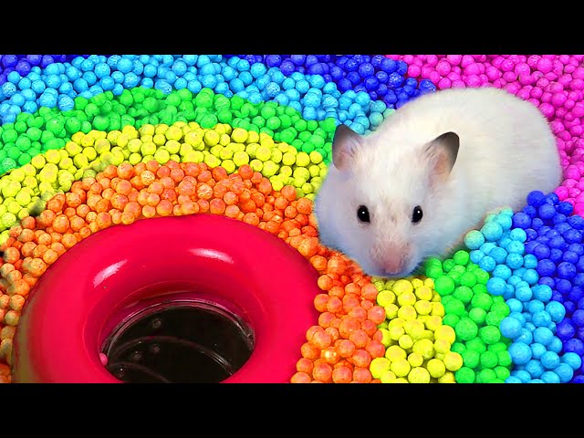 hamster hot video