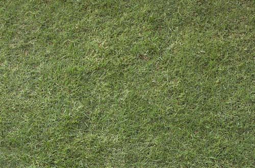 high resolution grass texture