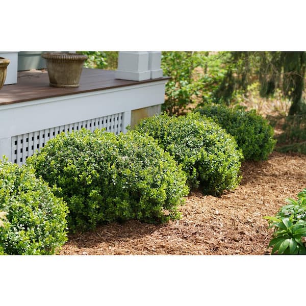 home depot bushes