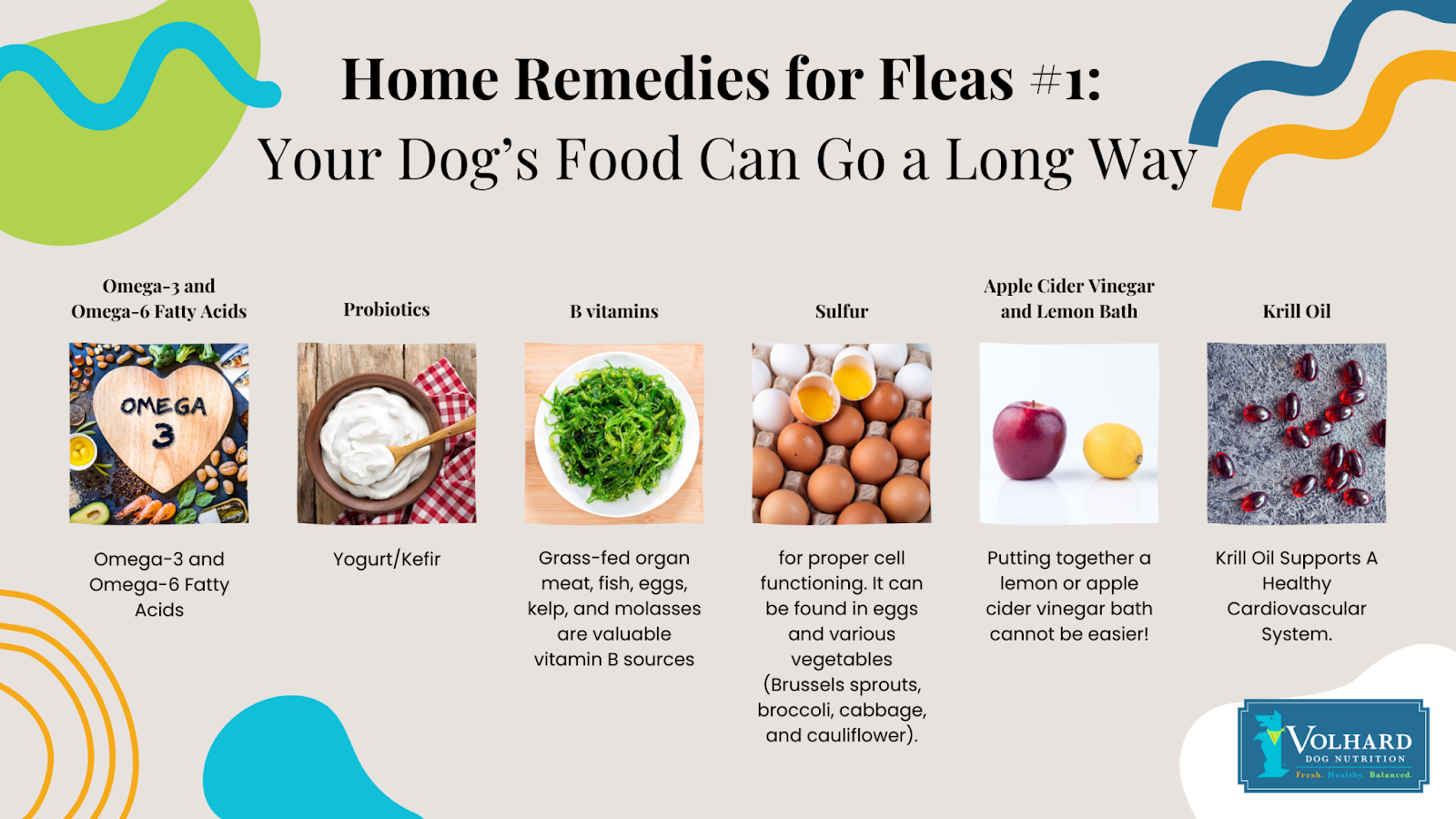 homemade remedy for dog fleas