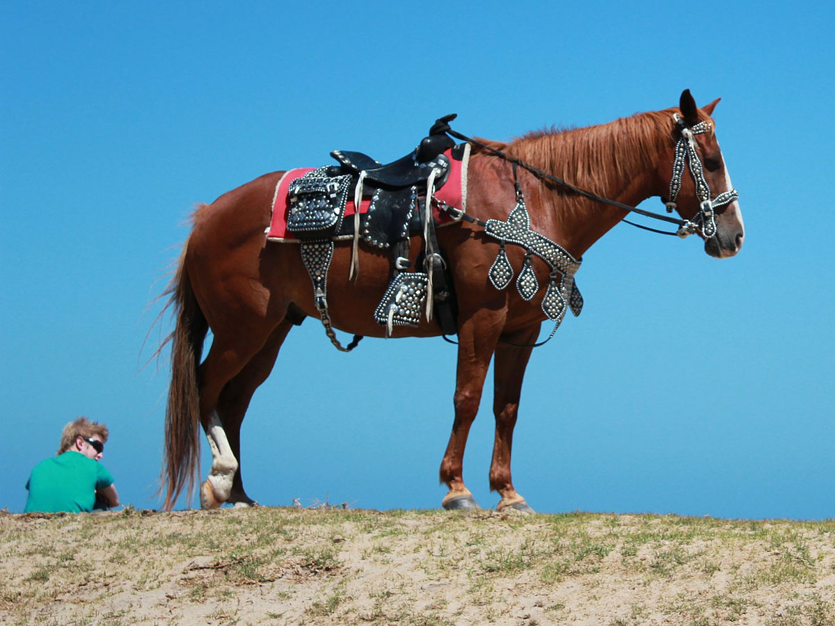 horse for sale near me