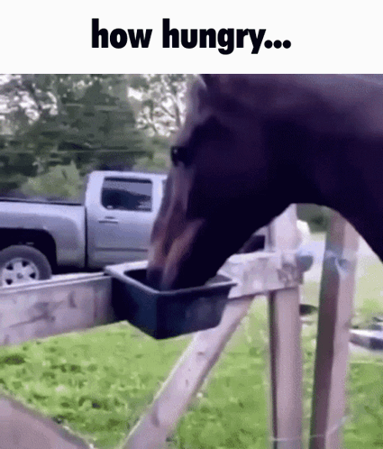 how hungry horse meme