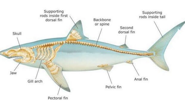 how many bones do sharks have amazon quiz