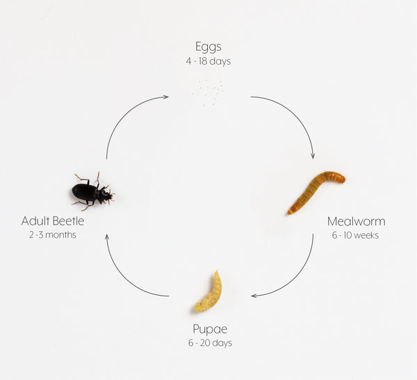 how to breed mealworms