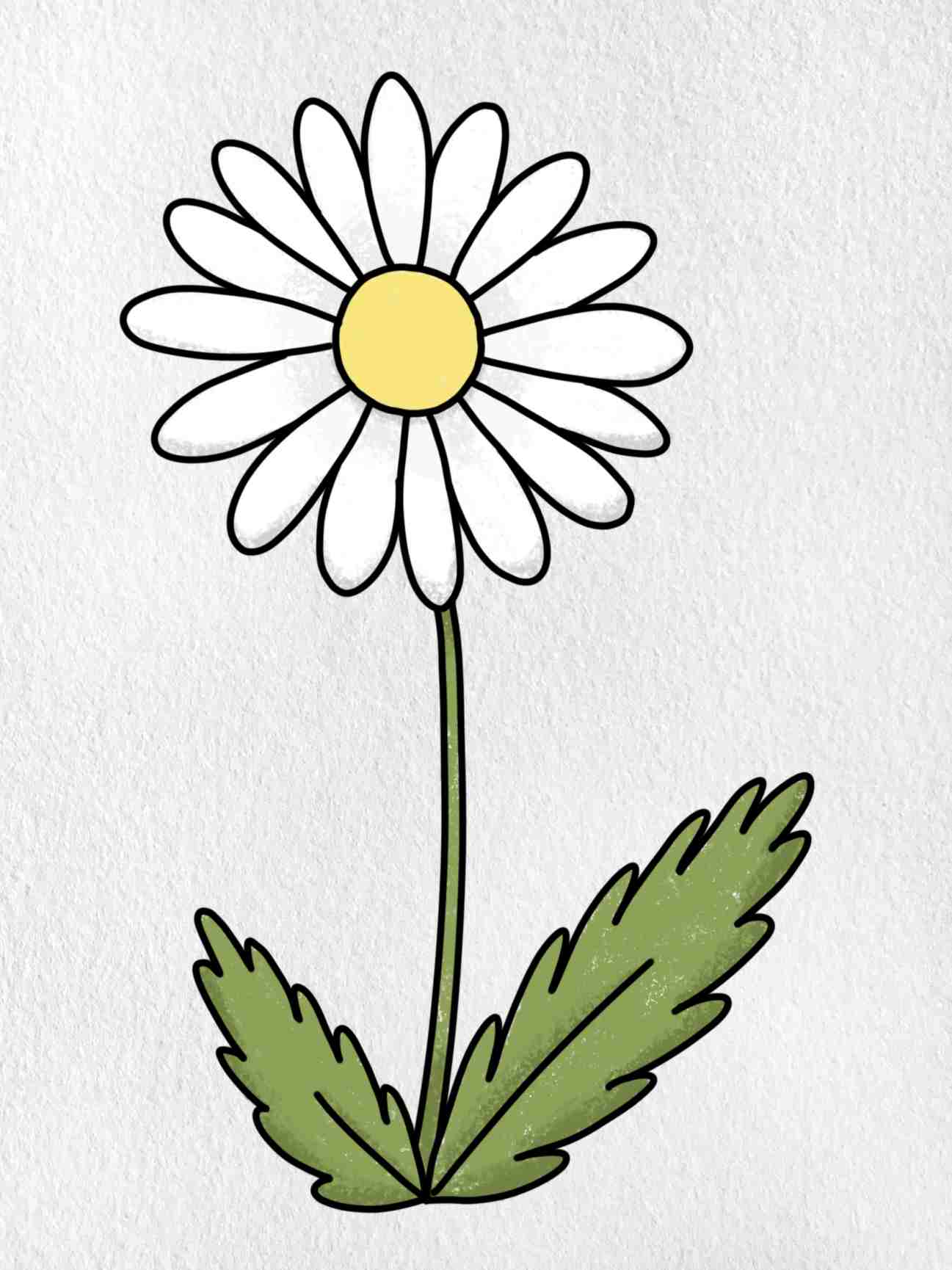 how to draw daisy flower