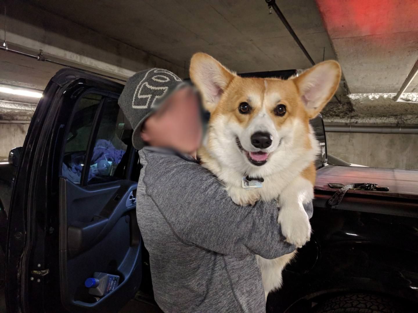 huge corgi