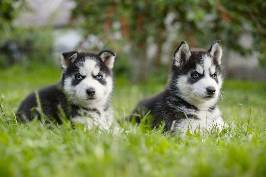 husky dogs and puppies