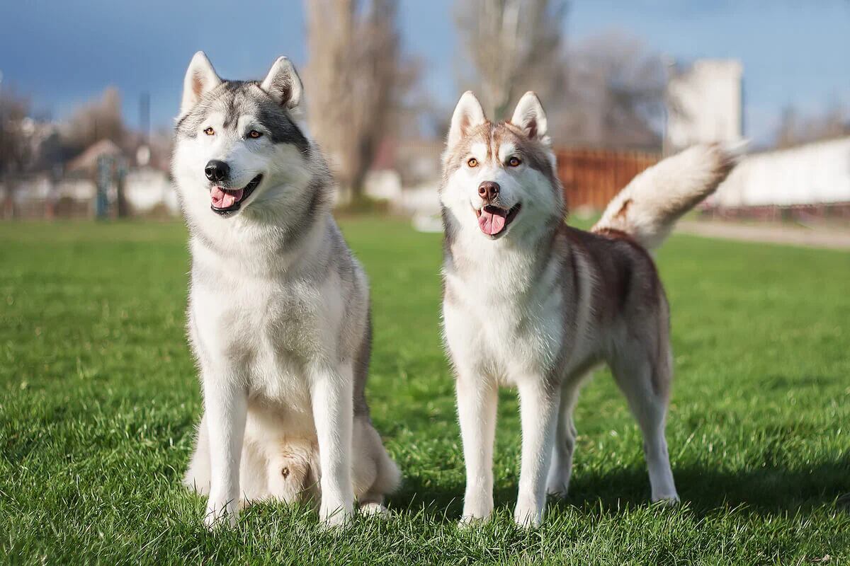 husky lifespan