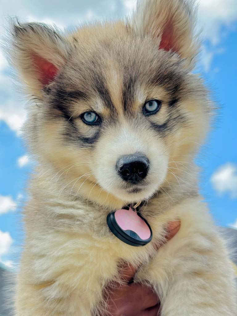 husky puppies for sale near me