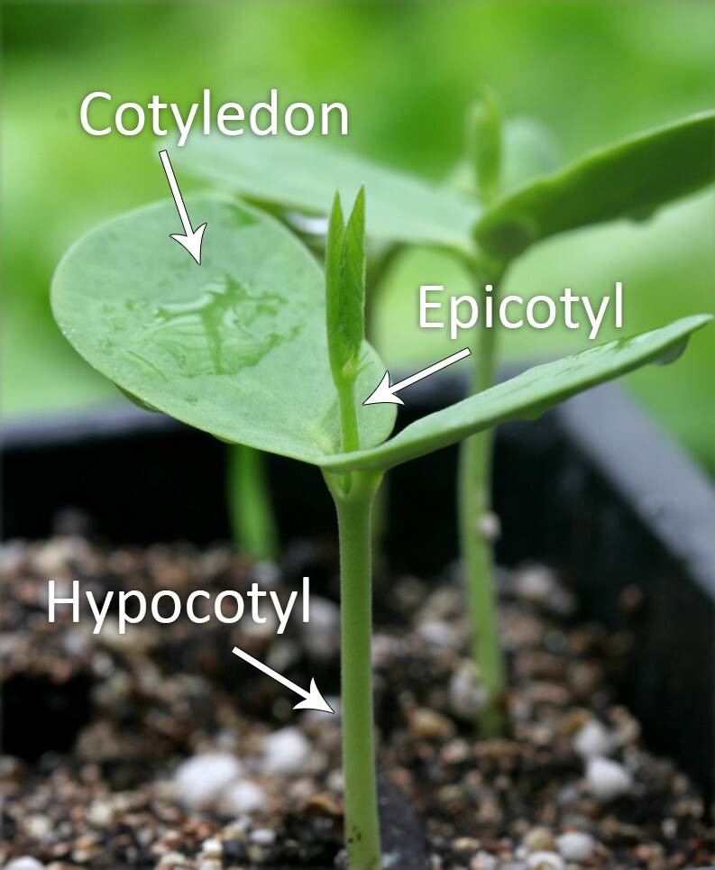 hypocotyl