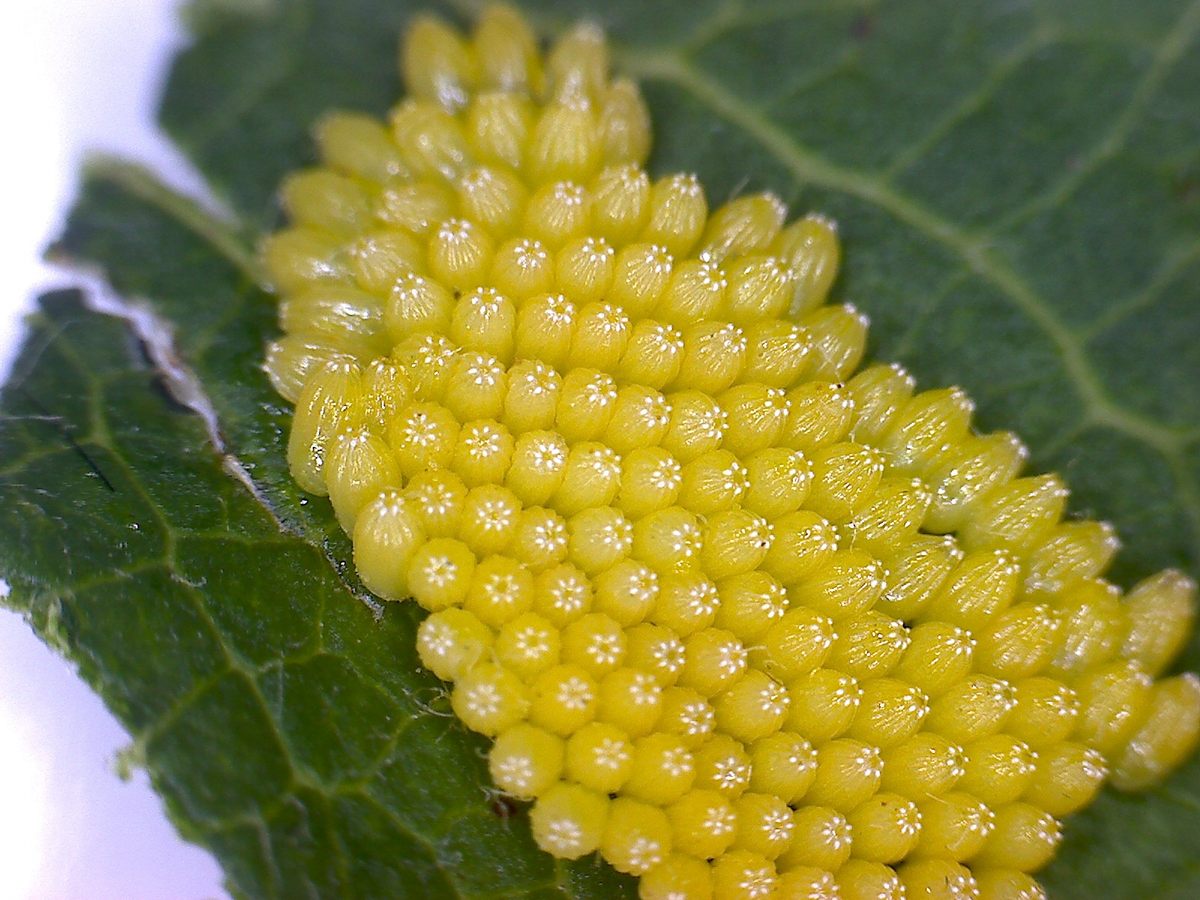 identifier insect eggs identification guide uk