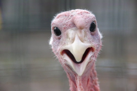 images of funny turkeys