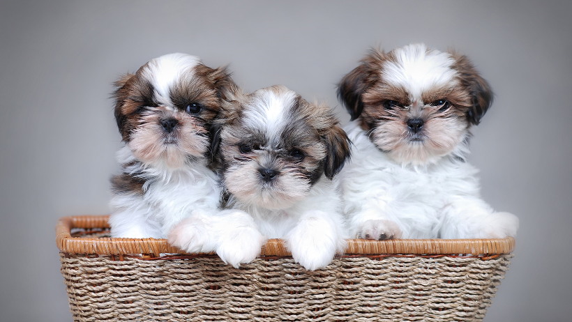 imperial shih tzu price