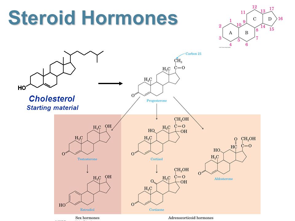 is cholesterol a steroid