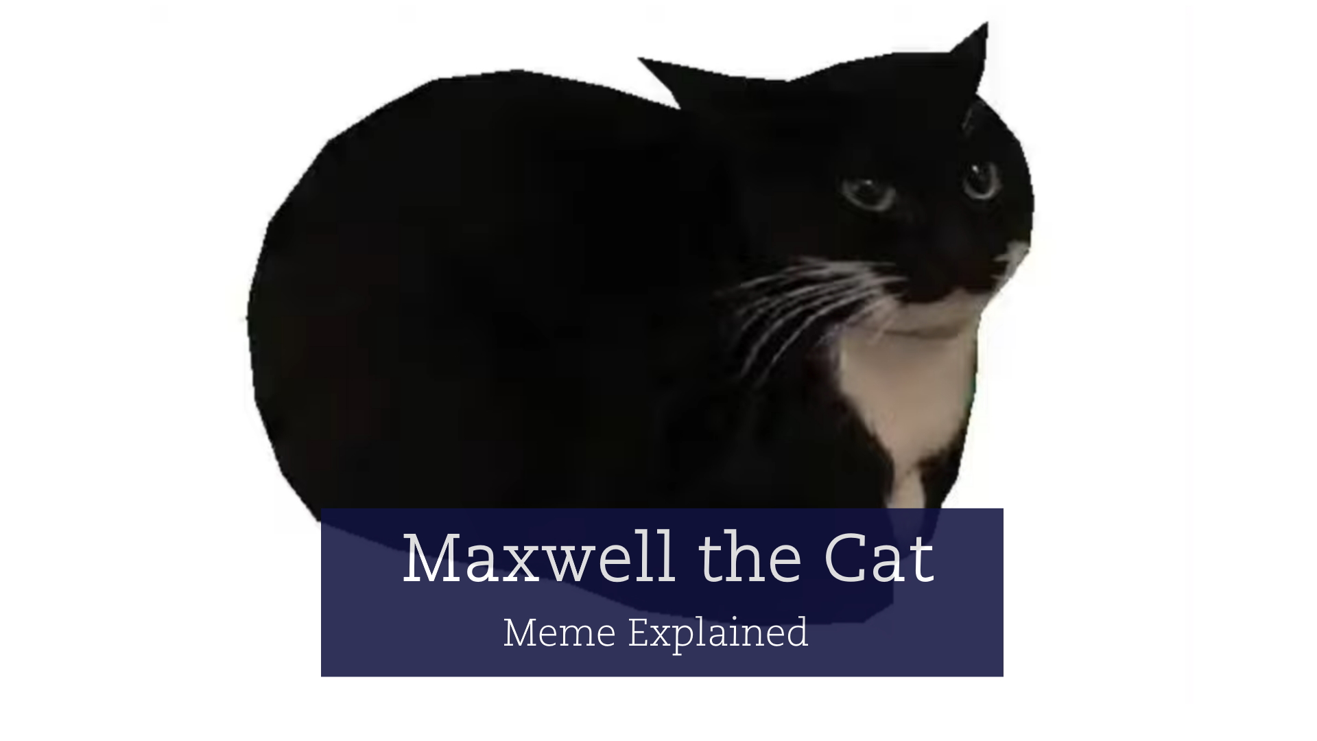 is maxwell the cat alive