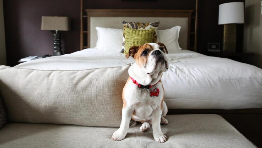 is the premier inn dog friendly