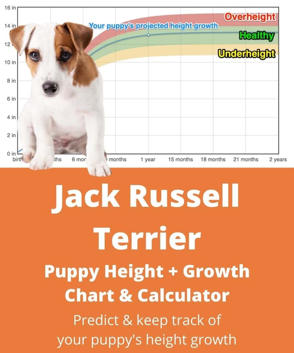 jack russell age chart