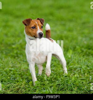 jack russell puppies docked tails for sale